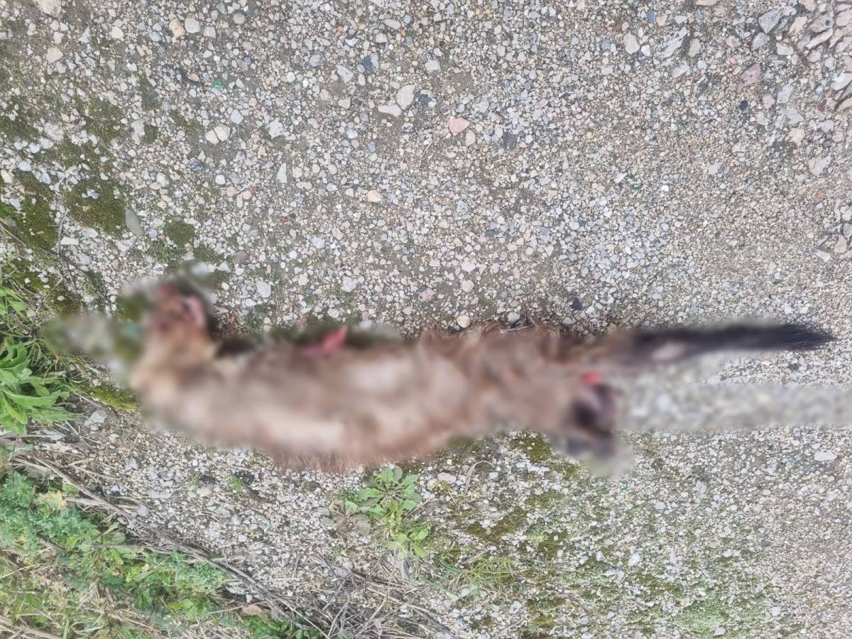 Sinop'ta otomobilin çarptığı sansar telef oldu