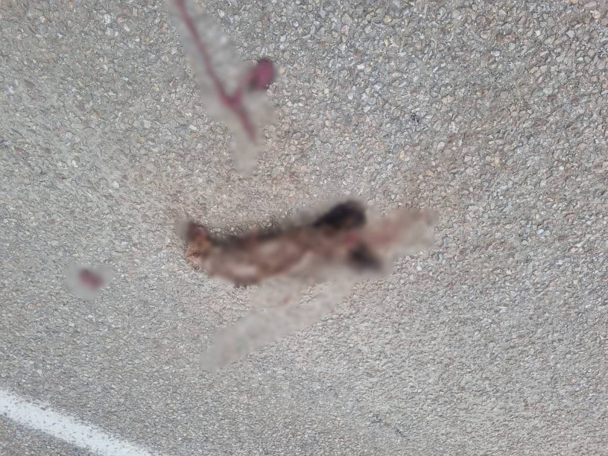 Sinop'ta otomobilin çarptığı sansar telef oldu