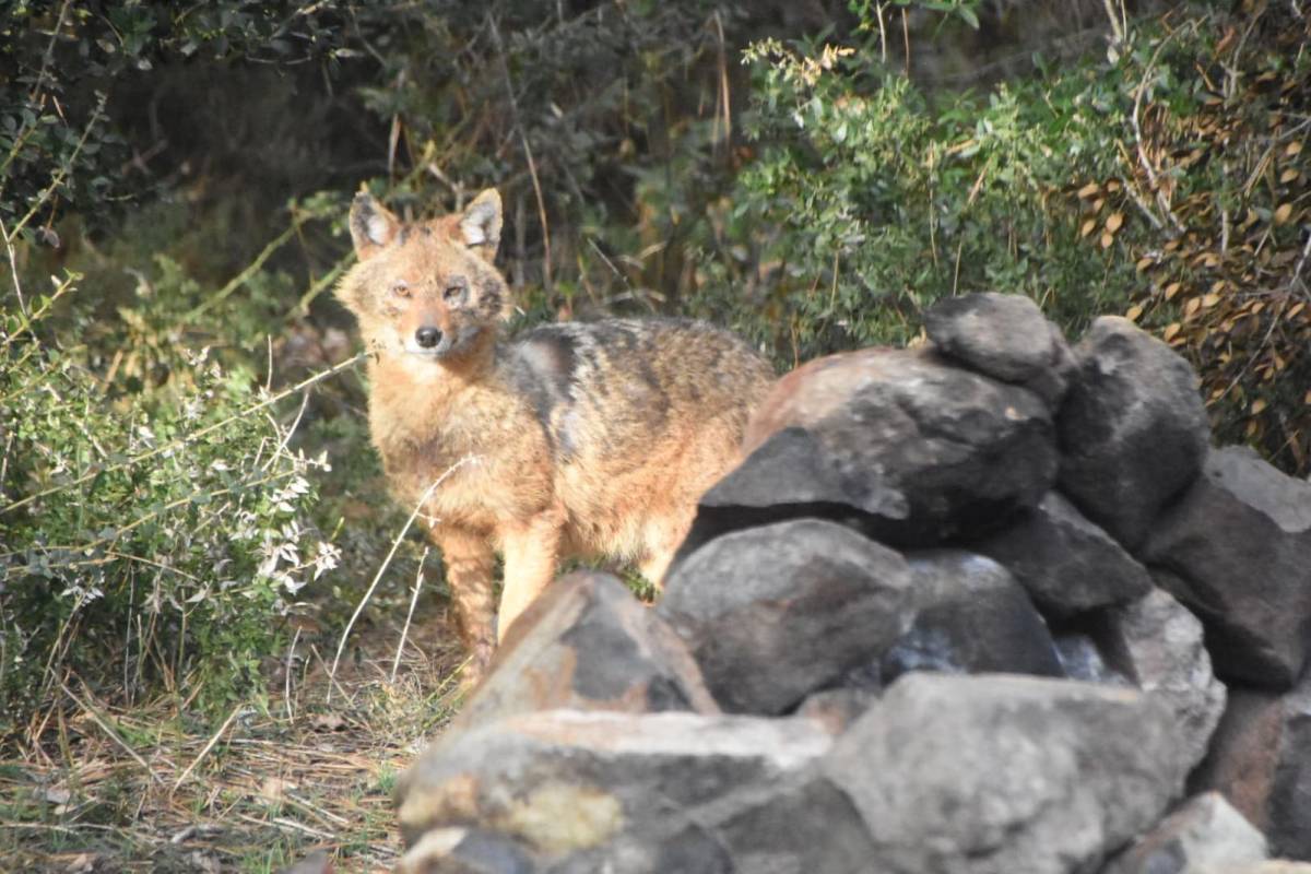 Objektifi görünce istifini bozmadı