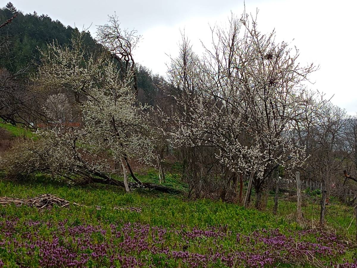 Sinop’ta erken bahar: Ağaçlar gelinlik giydi