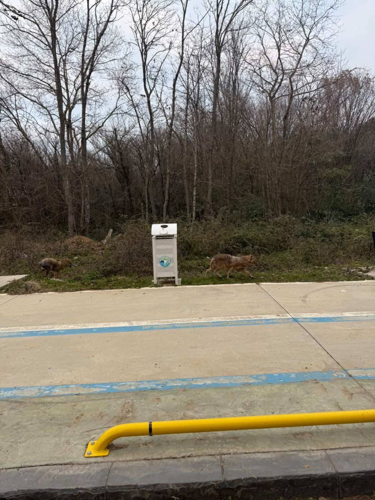 Sinop’ta çakallar bu kez gün ışığında görüntülendi