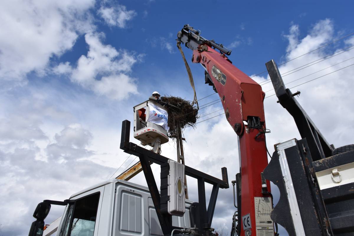 Sinop’ta leyleklere güvenli yuva