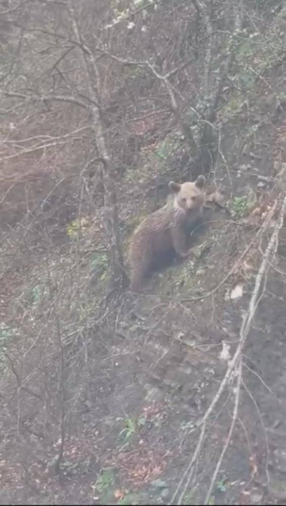 Sinop’ta ormanın minik sakini objektiflere takıldı