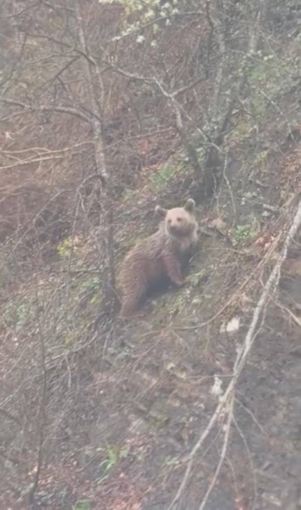 Sinop’ta ormanın minik sakini objektiflere takıldı