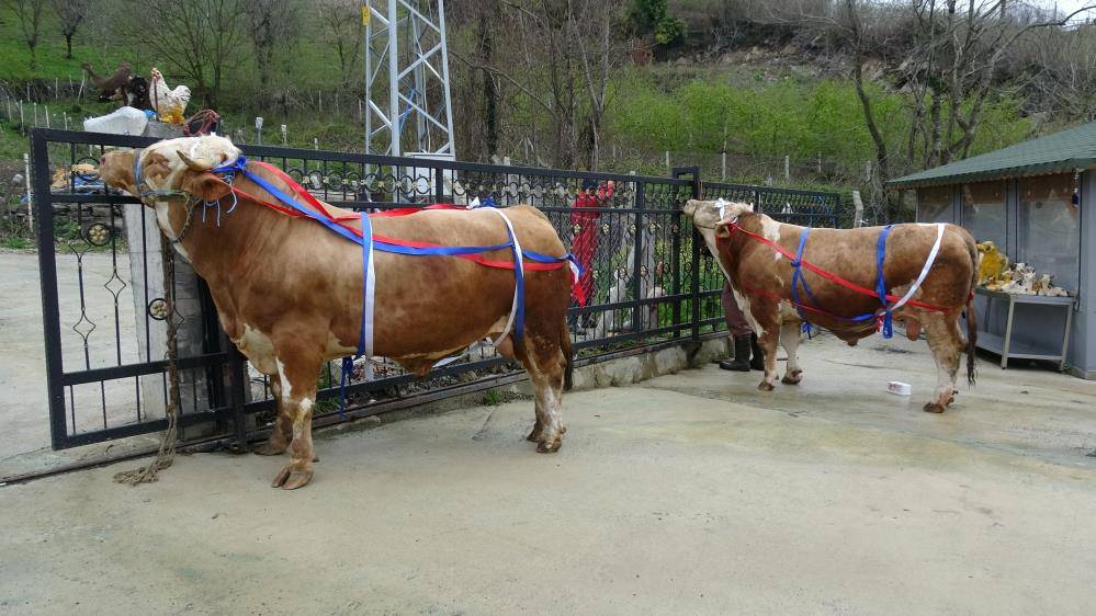 Duyunca kulaklarınıza inanamayacaksınız: Tosun alan umreye gidiyor