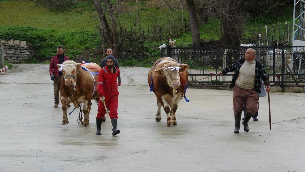 Duyunca kulaklarınıza inanamayacaksınız: Tosun alan umreye gidiyor