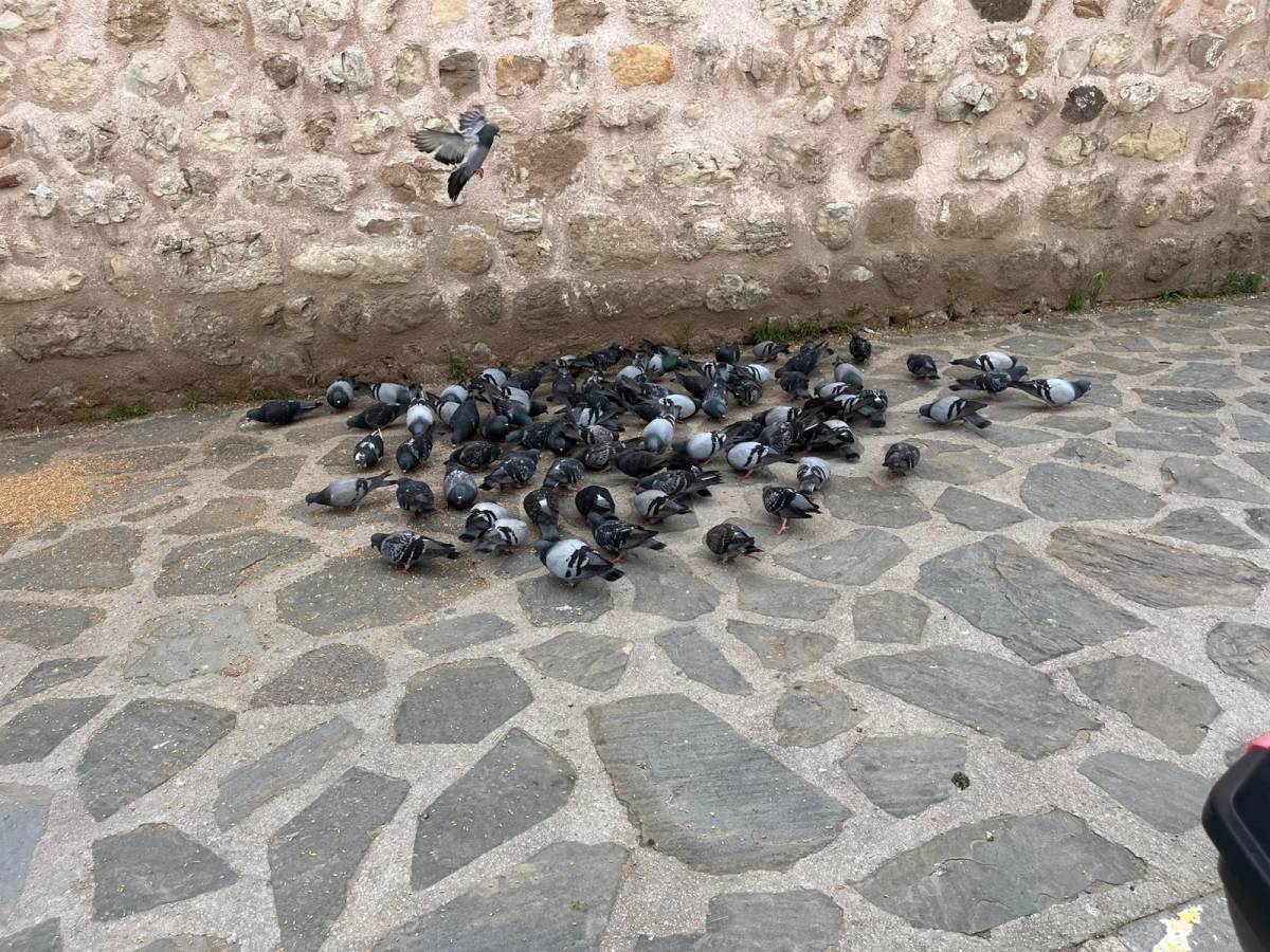 Alaaddin Camii önünde kuşlara yem ziyafeti